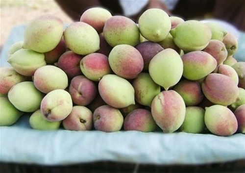Quả đào