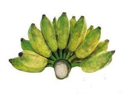 Chuỗi xiêm (Chuối sứ) 1