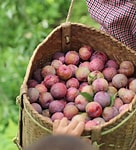 Mận Mộc Châu
