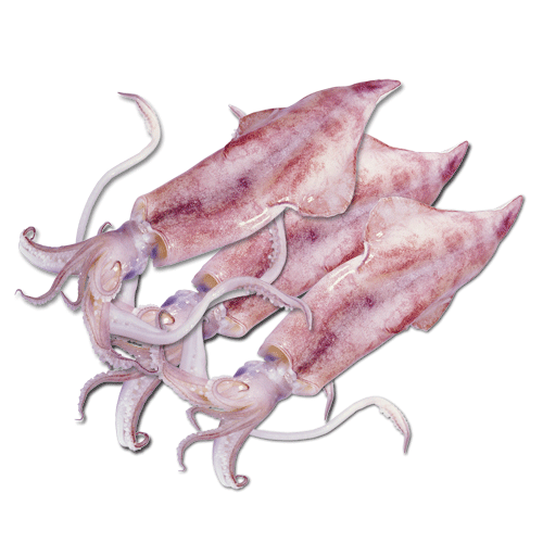 Mực Tươi Cao Cấp